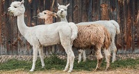 10 Fakta Menarik Alpaca, Hewan Penghasil Serat Bulu Terbaik