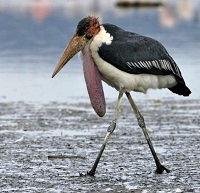 6 Fakta Unik Burung Bangau Marabou, Si Bangau yang Jelek Rupa