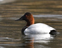 5 Fakta Unik Bebek Canvasback, Bebek Selam yang Jago Terbang