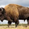 5 Fakta Menarik Bison, Hewan Besar Dan Sangat Berbahaya di Amerika Utara