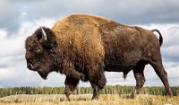 5 Fakta Menarik Bison, Hewan Besar Dan Sangat Berbahaya di Amerika Utara