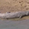 5 Fakta Menarik Buaya Gharial, Buaya Bermoncong Pipih yang Terancam Punah