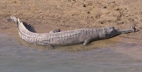 5 Fakta Menarik Buaya Gharial, Buaya Bermoncong Pipih yang Terancam Punah