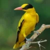 6 Fakta Menarik Burung Golden Oriole atau Kepodang Emas, Si Pengicau Merdu dan Berbadan Warna Kuning