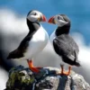 5 Fakta Unik Burung Puffin, Burung yang Banyak Menghabiskan Waktu Di Lautan