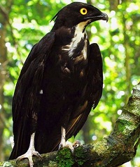 5 Fakta Menarik Burung Elang Kelelawar, Si Pemangsa Kelelawar