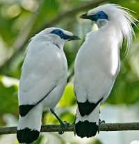  4 Fakta Unik Burung Jalak Bali, Burung Cantik Asli Bali yang Langka dan Juga Hampir Punah