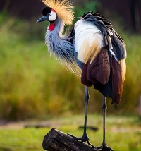 5 Fakta Menarik Burung Jenjang Mahkota, Sebagai Burung Nasional Negara Uganda