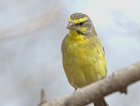 5 Spesies Burung Endemik Zambia, Ada Yang Terlihat Seperti Burung Purba