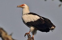 5 Fakta Menarik Burung Nasar Palem, Burung Nasar Pemakan Buah Palem – Paleman