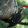 6 Fakta Tentang Burung Pelatuk, Burung yang Suka Mematuk Batang Pohon