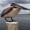 6 Fakta Menarik Burung Pelican, Sudah ada Sejak Tiga Puluh Juta Tahun