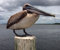 6 Fakta Menarik Burung Pelican, Sudah ada Sejak Tiga Puluh Juta Tahun