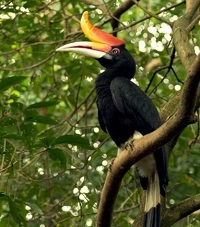 5 Fakta Menarik Burung Rangkong atau Enggang, Si Burung Cantik Namun Terancam Punah