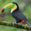 5 Fakta Tentang Burung Toucan, Burung Paruh Unik dan Cantik