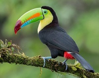 5 Fakta Tentang Burung Toucan, Burung Paruh Unik dan Cantik