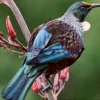  5 Fakta Menarik Burung Tui, Si Cantik yang Bisa Menghasilkan Suara Ultrasonik