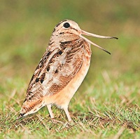 5 Fakta Unik Burung American Woodcock, Jenis Burung Berparuh Panjang Dari Amerika Utara