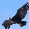 5 Fakta Menarik Burung Condor Andes, Burung Pemangsa dan Pemakan Bangkai Terbesar