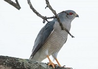 5 Fakta Menarik Burung Elang Shikra, Si Pemangsa Bertubuh Kecil