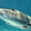 5 Fakta Tentang Ikan Salmon, Ikan yang Sangat Tinggi Sekali Kandungan Gizinya