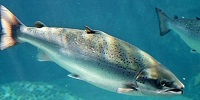 5 Fakta Tentang Ikan Salmon, Ikan yang Sangat Tinggi Sekali Kandungan Gizinya