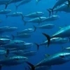 5 Fakta Unik Ikan Tuna, Ikan yang Sangat Disukai Oleh Semua Orang