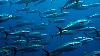 5 Fakta Unik Ikan Tuna, Ikan yang Sangat Disukai Oleh Semua Orang