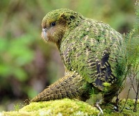 Fakta Menarik Burung Kakapo, Burung Endemik Asal Selandia Baru Tidak Bisa Terbang dan Hampir Punah