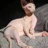 Wajib Tahu, 6 Fakta Unik Kucing Sphynx, Calon Pemilik Wajib Tahu