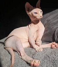 Wajib Tahu, 6 Fakta Unik Kucing Sphynx, Calon Pemilik Wajib Tahu