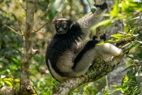 5 Hewan Endemik yang Berasal dari Madagaskar, yang Sangat Unik dan Langka