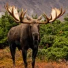 6 Fakta Tentang Rusa Moose, Rusa Terbesar yang Berasal dari Amerika Utara