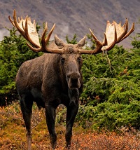 6 Fakta Tentang Rusa Moose, Rusa Terbesar yang Berasal dari Amerika Utara