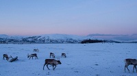 5 Fakta Tentang Rusa Kutub, Rusa yang Biasa Dijadikan Ajang Balap Di Finlandia