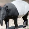 5 Fakta Unik Tapir, Hewan Dengan Visualisasi yang Unik