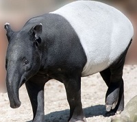 5 Fakta Unik Tapir, Hewan Dengan Visualisasi yang Unik