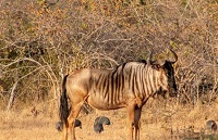 5 Hewan Endemik dari Negara Zambia, Ada Hewan Buas Juga Loh