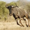 5 Fakta Tentang Wildebeest, Hewan Afrika yang Tangguh dan Juga Hidup Berkelompok