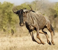 5 Fakta Tentang Wildebeest, Hewan Afrika yang Tangguh dan Juga Hidup Berkelompok