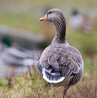 5 Fakta Unik Angsa Greylag, Spesies Angsa yang Dapat Berumur panjang