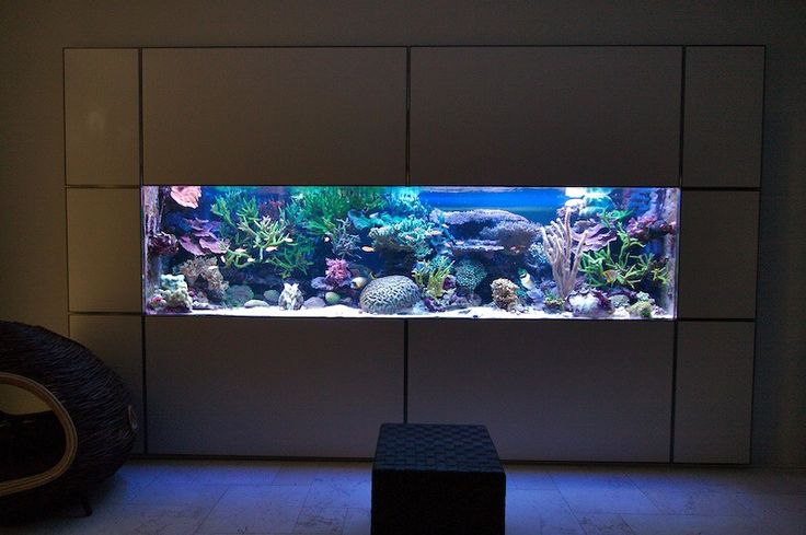 inspirasi desain aquarium mewah