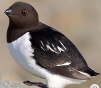 5 Fakta Menarik Burung Auk Kecil, Si Kecil yang Mempunyai Nafsu Makan yang Besar