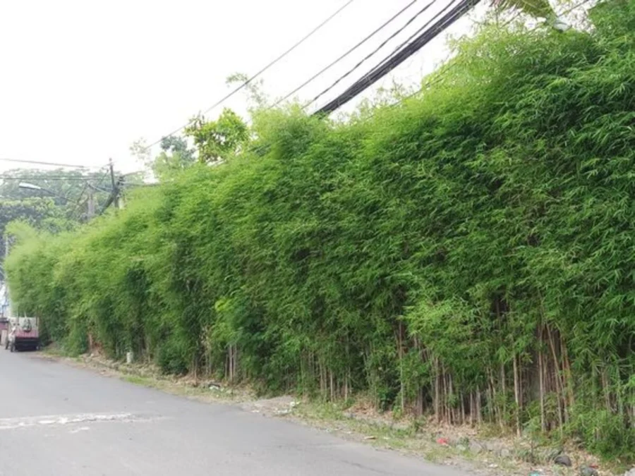 Mengenal Bambu Jepang, Tanaman Hias yang Memiliki Kemampuan Menurunkan Polusi Udara