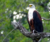 5 Fakta Tentang Elang Ikan Afrika, Burung Pemangsa dari Afrika