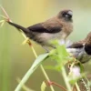 6 Fakta Tentang Burung Pipit, Si Burung Kecil yang Berkicau Dengan Merdu Setiap Pagi Hari