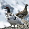 5 Fakta unik Burung Ptarmigan, Burung yang Bisa Merubah Warna Bulunya Sesuai Musim