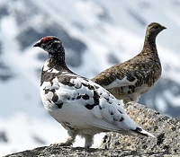 5 Fakta unik Burung Ptarmigan, Burung yang Bisa Merubah Warna Bulunya Sesuai Musim