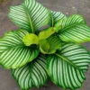 Rekomendasi Jenis Tanaman Calathea Berdaun Indah dan dapat Mempercantik Tampilan Rumah