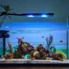 contoh hiasan aquarium minimalis